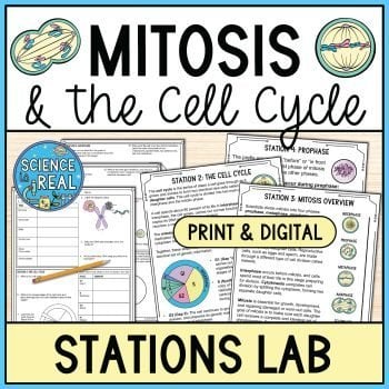 Mitosis Stations