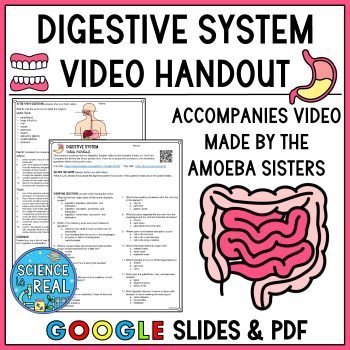 digestive system amoeba sisters video handout
