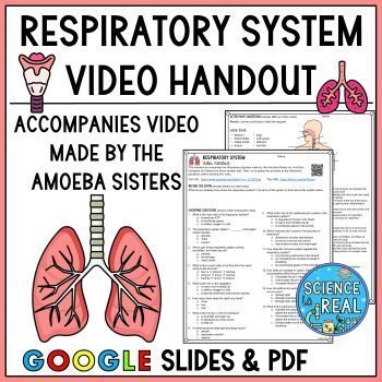 respiratory system amoeba sisters video handout