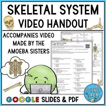 Skeletal System Amoeba Sisters Video Handout