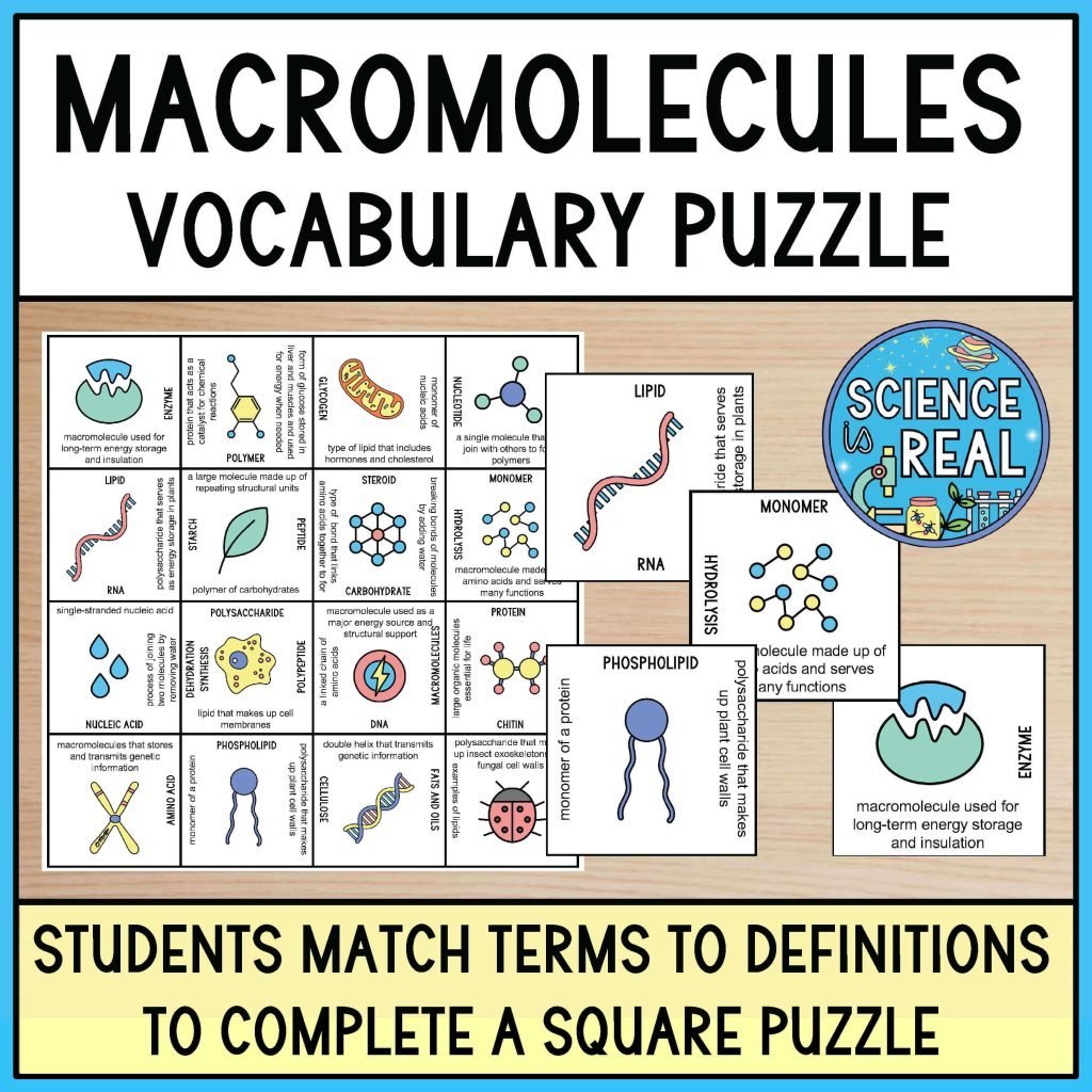 Macromolecules Vocabulary Graphic Organizer