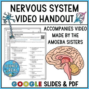 Nervous System Amoeba Sisters Video Handout