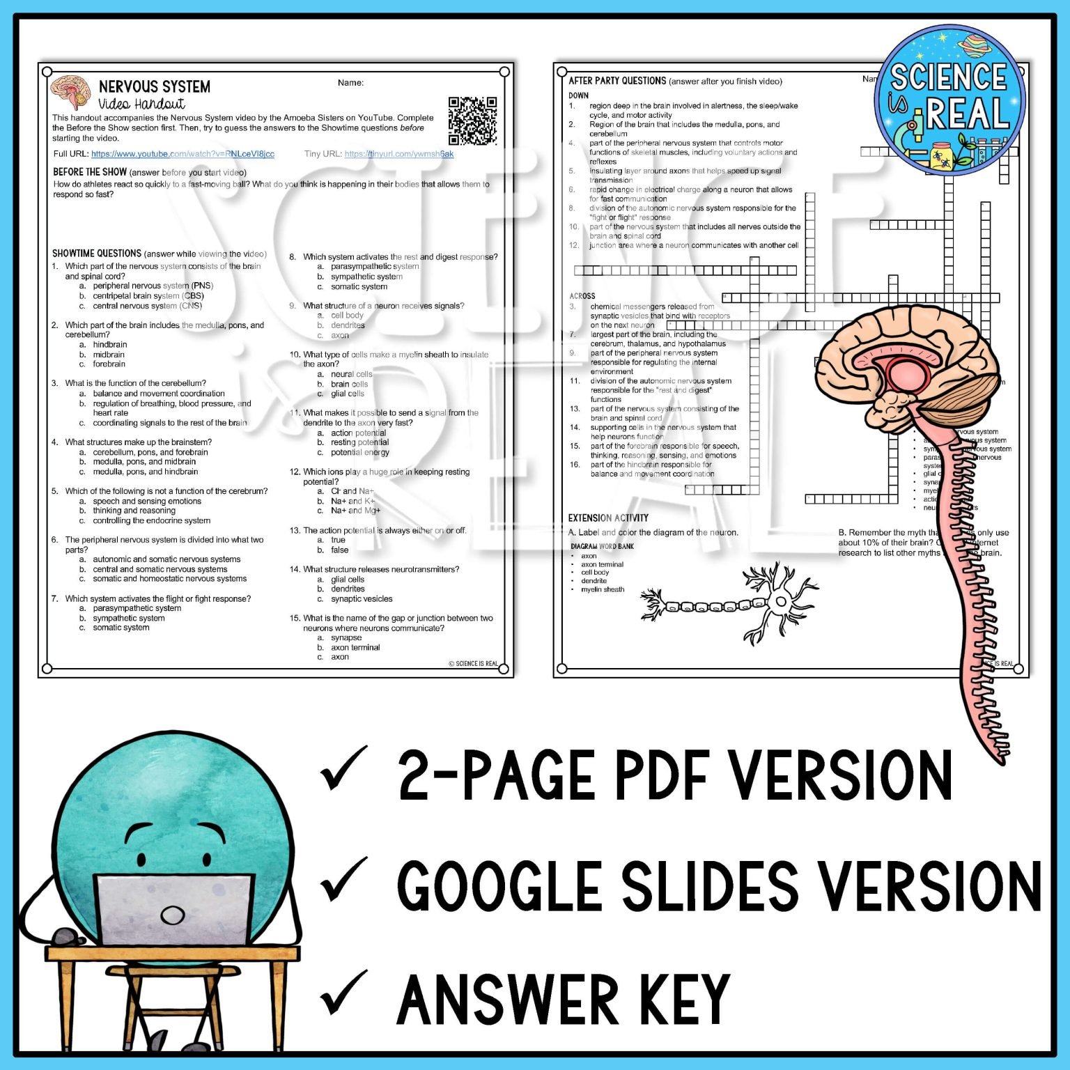 Nervous System Amoeba Sisters Video Handout - Science is Real Education