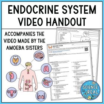Endocrine System Amoeba Sisters Video Handout