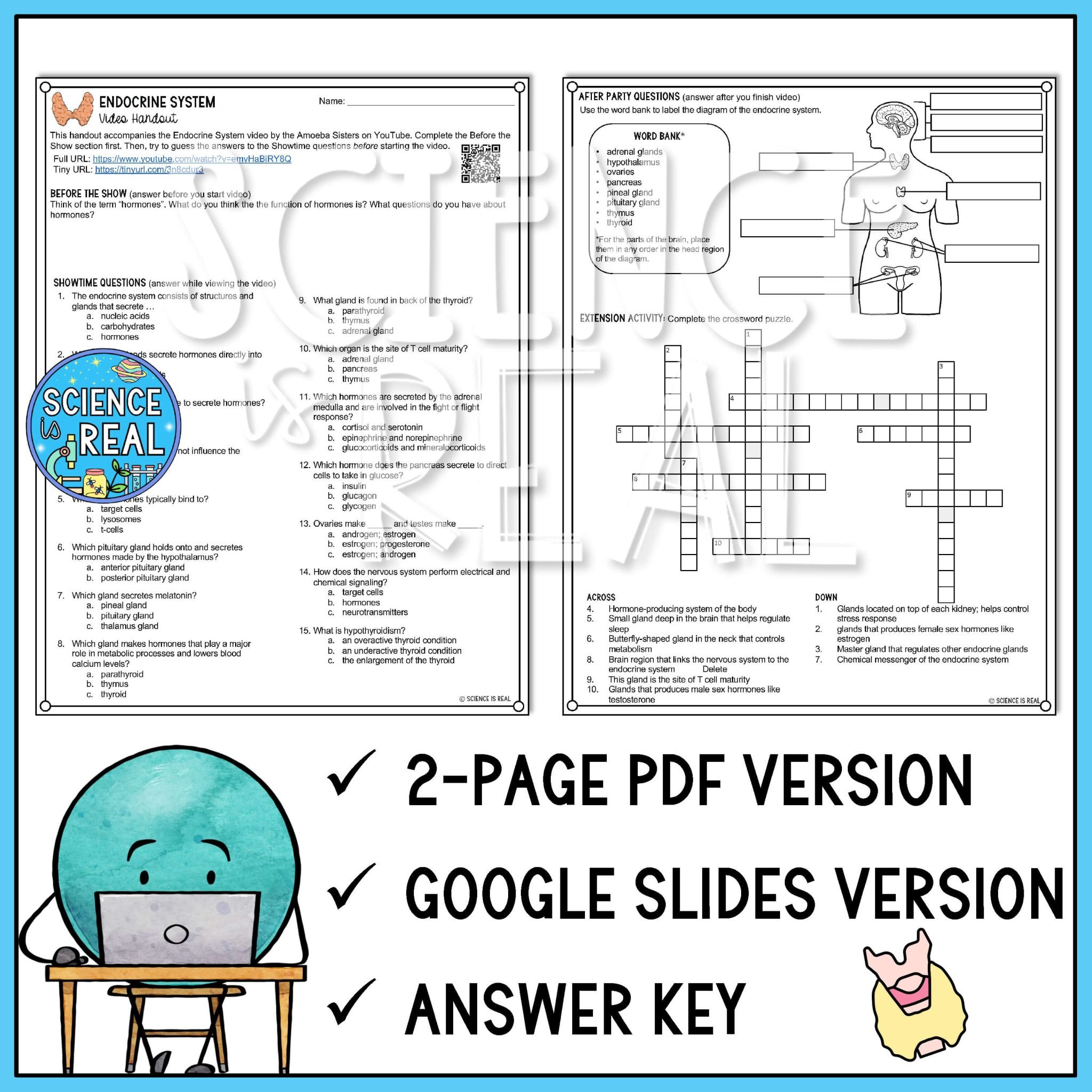 Endocrine System Amoeba Sisters Video Handout - Science is Real Education