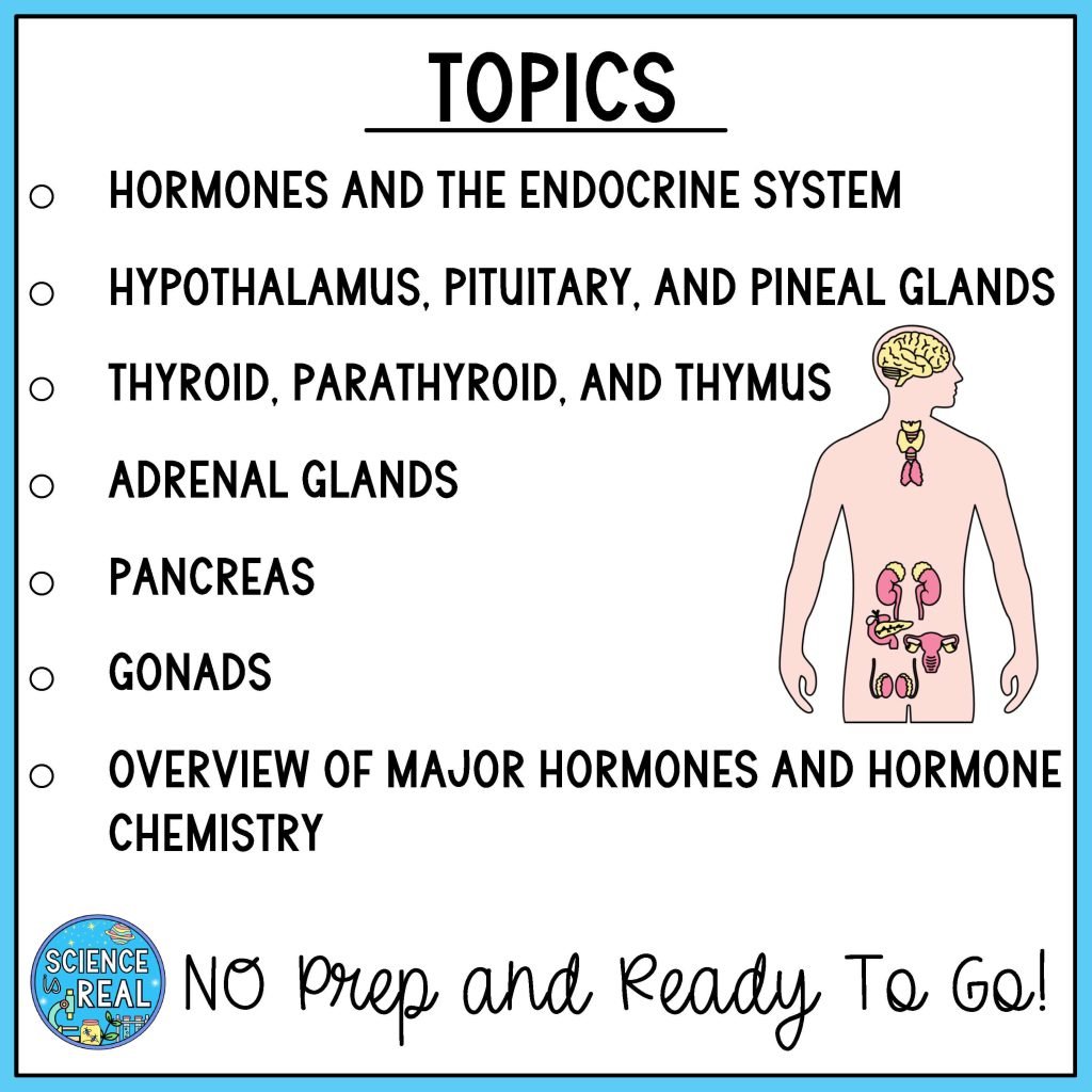 Endocrine System Amoeba Sisters Video Handout - Science is Real Education
