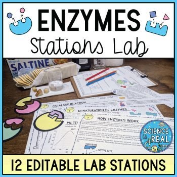 enzymes stations