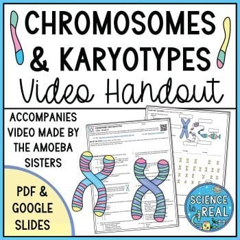 Chromosomes and Karyotypes Amoeba Sisters Handout