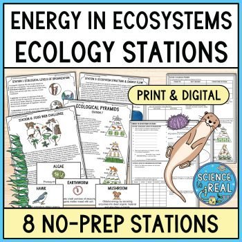 Energy in ecosystems stations