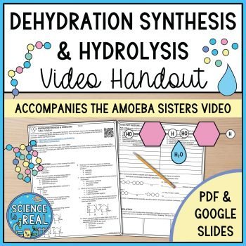 Dehydration Synthesis and Hydrolysis Amoeba Sisters Handout