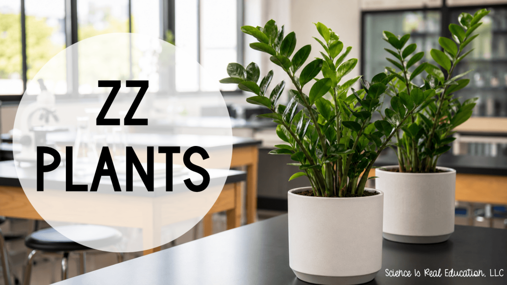 Best Plants for the Classroom