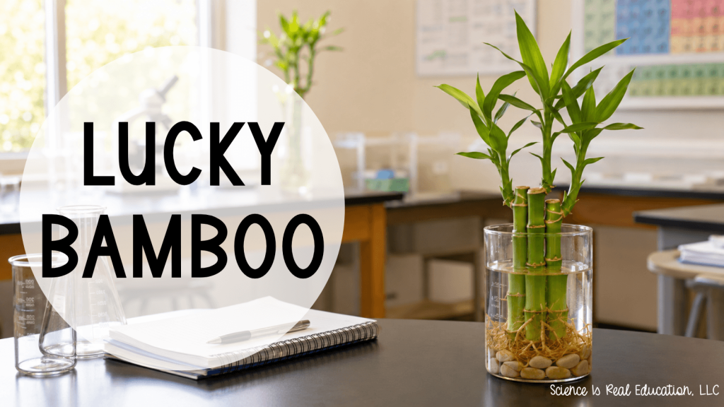 Best Plants for the Classroom