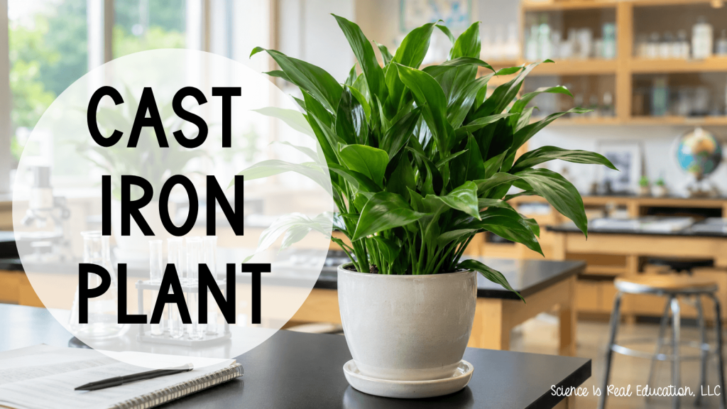 Best Plants for the Classroom