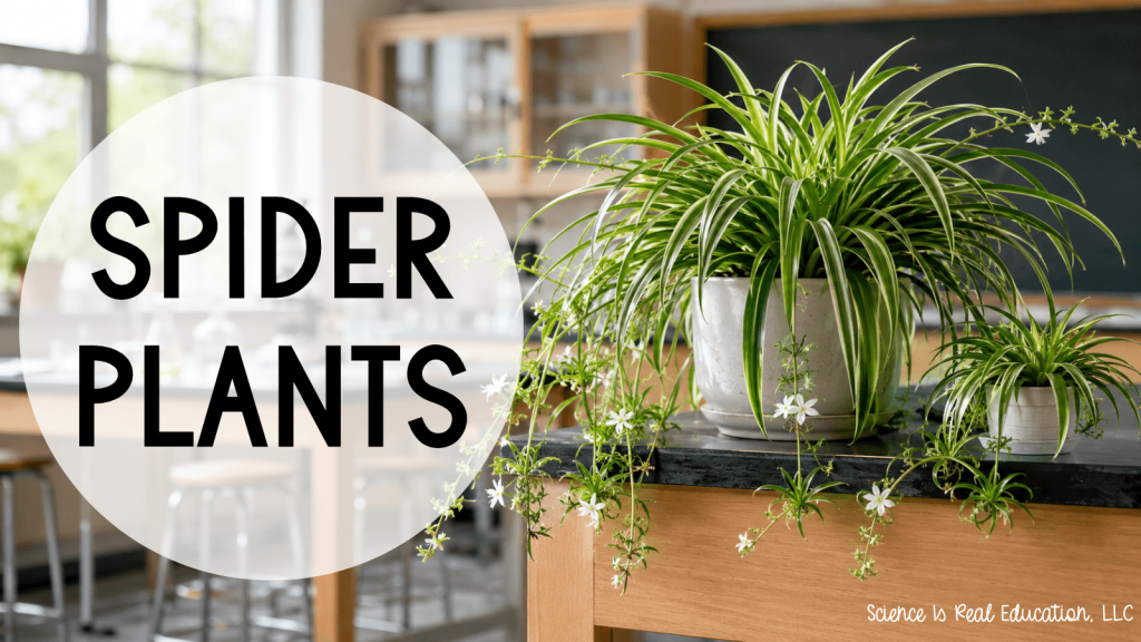 Best Plants for the Classroom