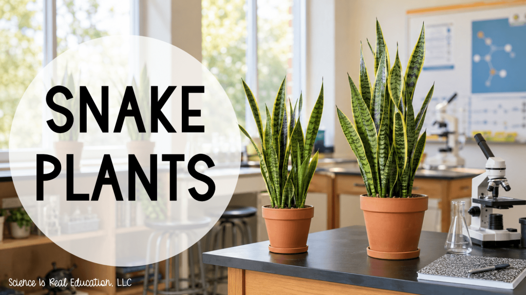 Best Plants for the Classroom