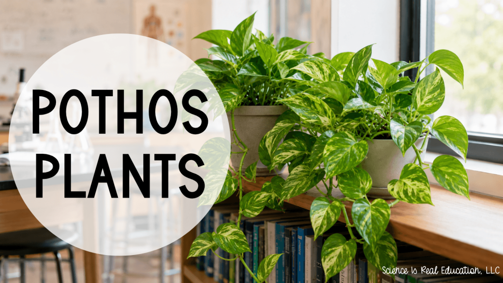 Best Plants for the Classroom