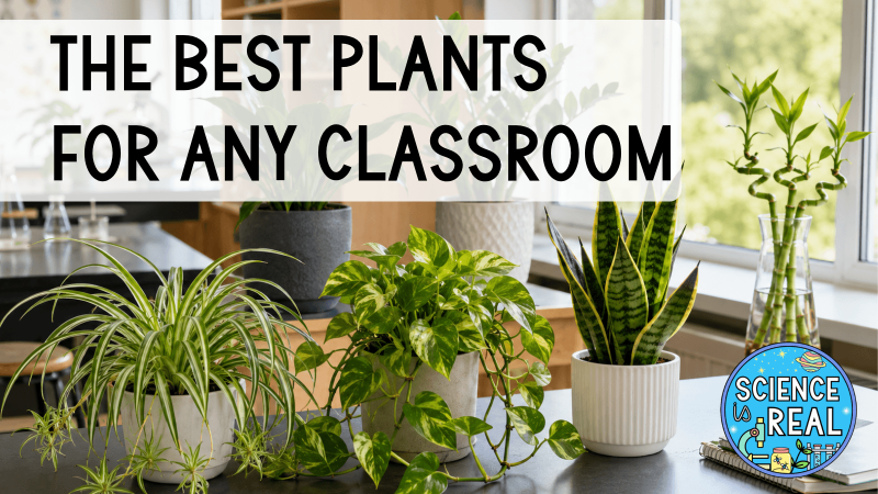 Best Plants for the Classroom