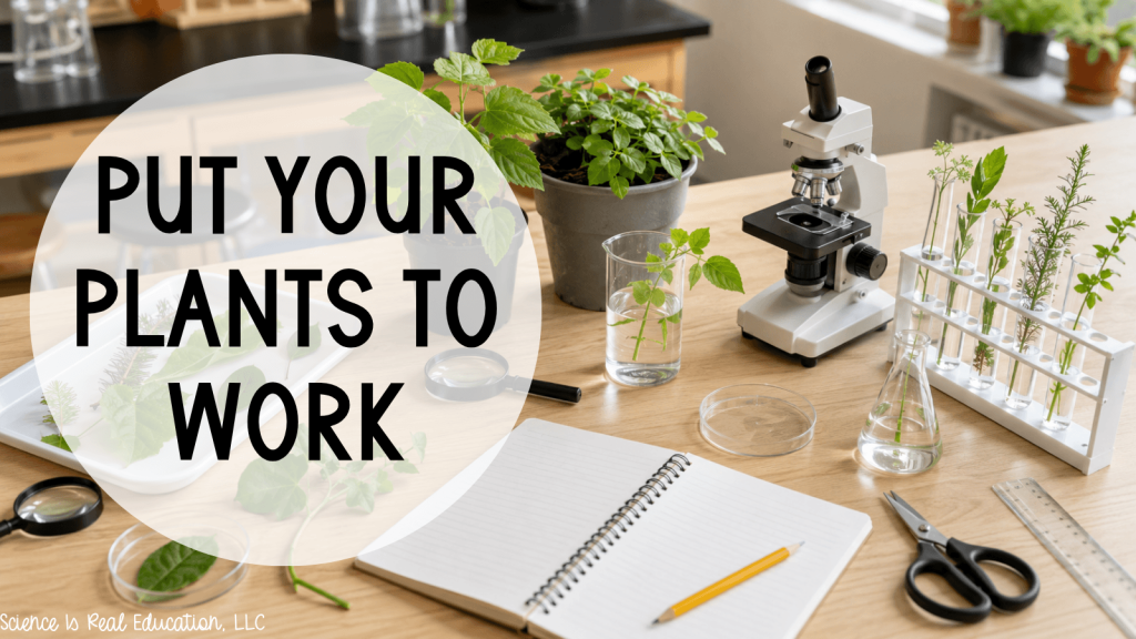 Best Plants for the Classroom